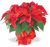 Poinsettia